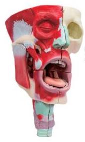 鼻、口、咽喉腔分解模型